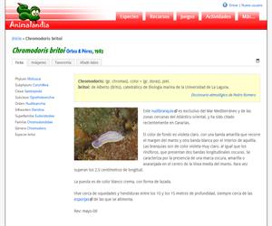 Chromodoris britoi (Chromodoris britoi)