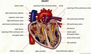 Heart  (Visual Dictionary)