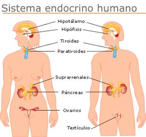 Sistema endocrino (Educarchile)