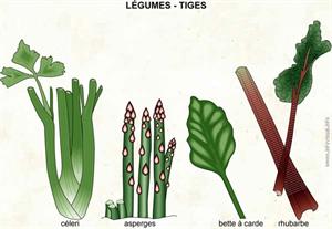 Légumes - tiges (Dictionnaire Visuel)