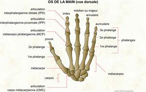 Os de la main (Dictionnaire Visuel)