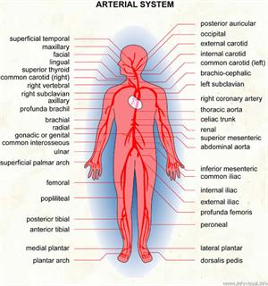 Arterial system  (Visual Dictionary)
