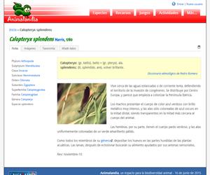 Calopteryx splendens (Calopteryx splendens)