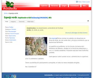 Esponja verde (Amphimedon viridis)