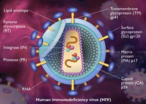 Replicación del virus del SIDA (McGraw-Hill)