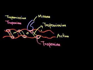 El rol de la tropomiosina y troponina en la regulación de la contracción muscular (Khan Academy Español)