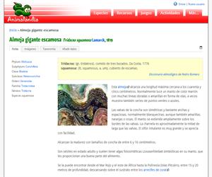 Almeja gigante escamosa (Tridacna squamosa)