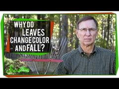 Por que as follas mudan de cor e caen?