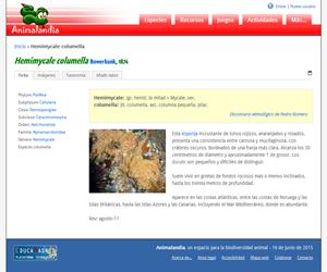 Hemimycale columella (Hemimycale columella)