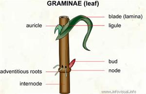 Graminae  (Visual Dictionary)