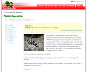 Phyllidiella pustulosa (Phyllidiella pustulosa)