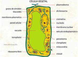 Célula vegetal (Diccionario visual)