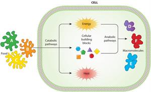 Metabolismo celular (Scitable)