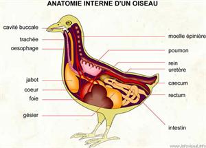 Anatomie (Dictionnaire Visuel)
