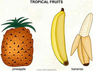 Tropical fruits  (Visual Dictionary)
