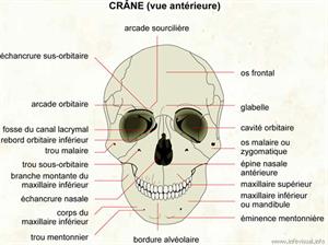 Crâne (Dictionnaire Visuel)