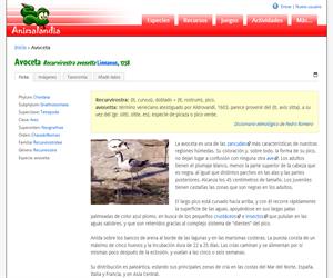Avoceta (Recurvirostra avosetta )
