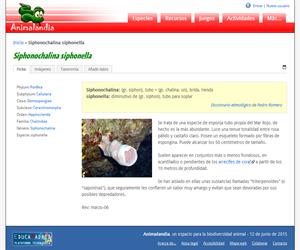 Siphonochalina siphonella (Siphonochalina siphonella)