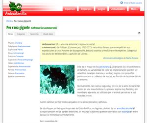 Pez rana gigante (Antennarius commersonii)
