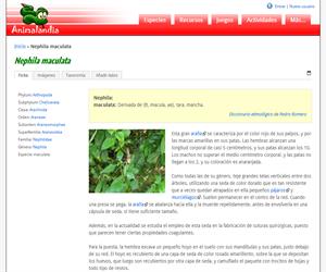 Nephila maculata (Nephila maculata)