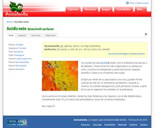 Ascidia neón (Pycnoclavella aurilucens)