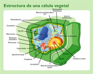 La célula eucariota, la célula con núcleo