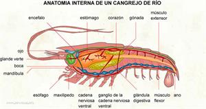 Anatomia interna de un cangrejo de río (Diccionario visual)