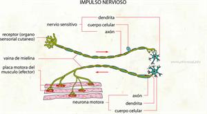 Impulso nervioso (Diccionario visual)