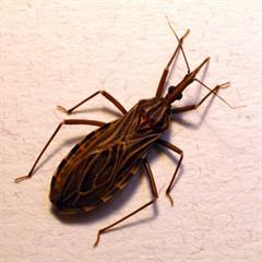 Previniendo el Mal de Chagas