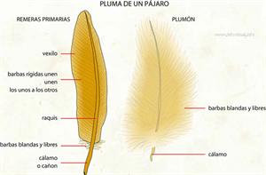 Pluma (Diccionario visual)