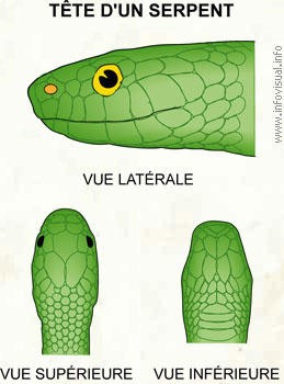 Tête d'un serpent (Dictionnaire Visuel)