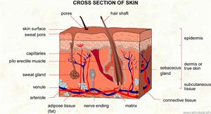 Skin  (Visual Dictionary)