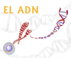 ¿Qué es el ADN? Ciencia animada