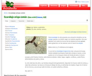 Escarabajo avispa común (Clytus arietis )