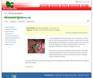 Micrommata ligurina (Micrommata ligurina)