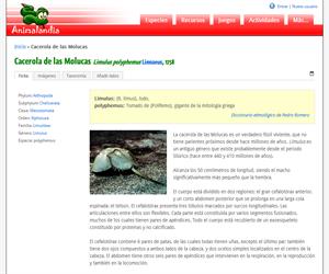 Cacerola de las Molucas (Limulus polyphemus)