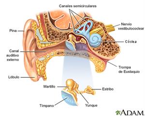 Anatomía del oído y  zumbido de oídos. MedlinePlus