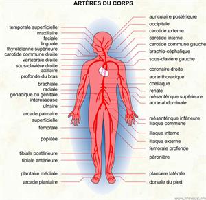 Artères du corps (Dictionnaire Visuel)