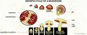 Growth cycle of a mushroom  (Visual Dictionary)