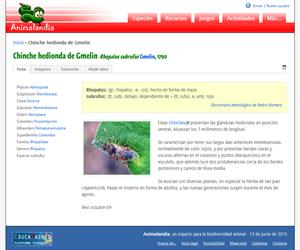 Chinche hedionda de Gmelin (Rhopalus subrufus)