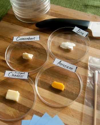 Which Cheese Grows Mold The Fastest?