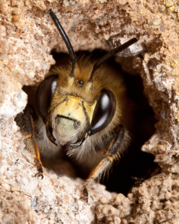 Bee Watcher: What's Buzzing?