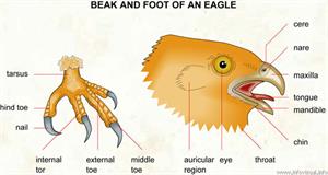 Beak and foot of an eagle  (Visual Dictionary)
