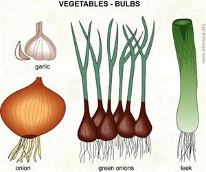 Bulbs  (Visual Dictionary)