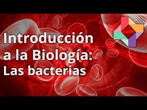 Las Bacterias (educatina.com)