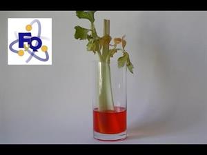 Experimento de Biología: Capilaridad en las plantas