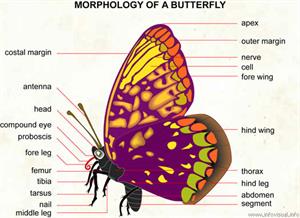 Butterfly  (Visual Dictionary)