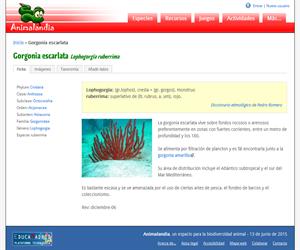 Gorgonia escarlata (Lophogorgia ruberrima)