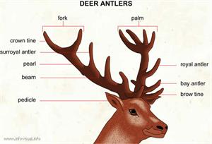 Deer antlers  (Visual Dictionary)