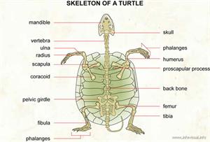 Tag > skeleton - Didactalia: material educativo